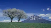 Le Mont Yôtei s'élève derrière les arbres en fleurs, près du village de Kyôgoku