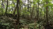 foret aokigahara