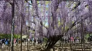 parc-floral-ashikaga-glycine