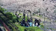 Hanami au Parc Sakuranomiya