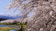 Sakura tunnel