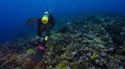 Plongeur à Okinawa