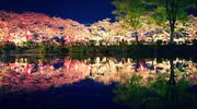Sakura illuminés