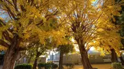 Le Ginkgô, l'arbre aux couleurs d'or