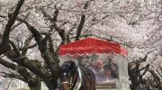 Promenade en calèche sous les cerisiers en fleurs