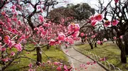 Pruniers en fleurs à Kitano Tenmangû