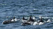 Japan Visitor - amac10.jpg