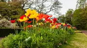 Japan Visitor - jindai-bot-tulips.jpg