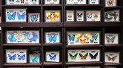 Japan Visitor - nawa-insect-museum-3.jpg