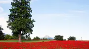 Japan Visitor - tottori_flower_park_6.jpg