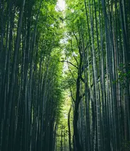 Arashiyama 