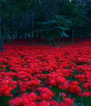 Kinchakuda spider lilies