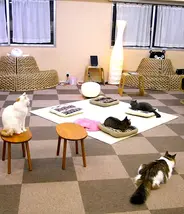 A Tokyo (Giappone), dei curiosi bar espongono dei gatti (neko) per fare compagnia ai clienti: Benvenuti ai neko caffè.
