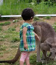 Un enfant se balade avec les kangourous