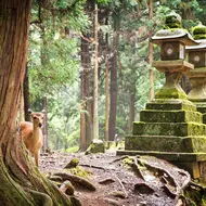 Nara Sika deers are sacred, and protected as National Treasures.