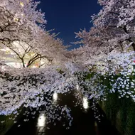 Kirschblüte "Sakura" in Meguro, Tokio