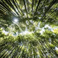 Bamboo grove in Arashiyama : famous touristic site to visit in Kyoto