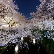 Flor de cerezo "Sakura" en Meguro, Tokio