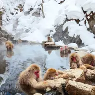 Berühmte Schneeaffen treffen sich in Nagano