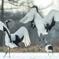 L'oiseau emblème du Japon, la grue à couronne rouge 