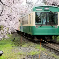 Imagine that you are taking the train with full blooming cherry blossoms.