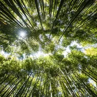 Bamboo forest