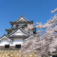 Hikone - Castle with cherry blossom