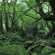 Yakushima - Nature