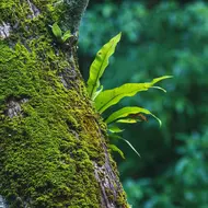 Yanbaru National Park