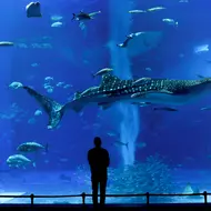 Churaumi Aquarium in Motobu Churaumi Aquarium in Motobu