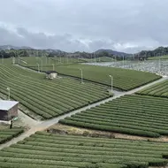 Champs de thé en terrasses, Yame