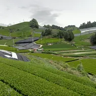 Champs de thé, Wazuka