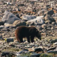 Un ours brun de Shiretoko
