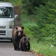 A family of brown bears walking in front of a car in the Shiretoko Peninsula, Hokkaido A family of brown bears walking in front of a car in the Shiretoko Peninsula, Hokkaido