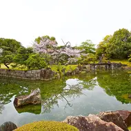 Nijo Castle Sakura