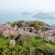 Shodoshima's blooming sakura, a breathtaking spring spectacle overlooking the Seto Inland Sea.