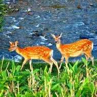 Les biches du parc de Shiretoko