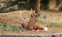 A deer laying on grass in a zoo enclosure