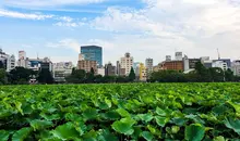 Large lotus pond in Ueno Park with buildings in the background. 