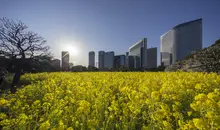 Field of yellow flowers at Hama Rikyu Gardens Tokyo