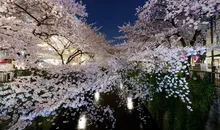 Kirschblüte "Sakura" in Meguro, Tokio