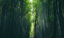 Bosque de bambú en Arashiyama, Tokio