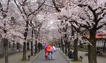 Cherry Blossom in Japan 