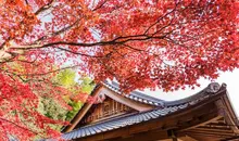 Kyoto, Momiji