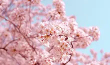 branch of pink cherry blossoms 