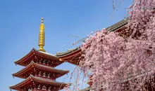 Sakura au sanctuaire Senso-ji à Tokyo