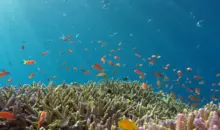 Fonds marins dans l'archipel d'Okinawa