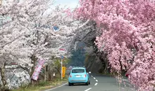 driving in japan sakura