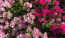 Azaleas