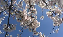 Cherry Blossom